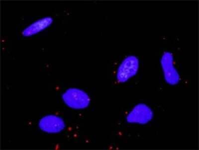 Proximity Ligation Assay: MLK3 Antibody (3D11) [H00004296-M02] - Analysis of protein-protein interactions between CDC42 and MAP3K11. HeLa cells were stained with anti-CDC42 rabbit purified polyclonal 1:1200 and anti-MAP3K11 mouse monoclonal antibody 1:50. Each red dot represents the detection of protein-protein interaction complex, and nuclei were counterstained with DAPI (blue).