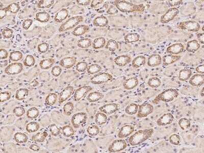 Immunohistochemistry: MLK3 Antibody [NBP3-06619] - Immunohistochemical staining of human MLK3 in human kidney with NBP3-06619 at 1:100 dilution, formalin-fixed paraffin embedded sections.