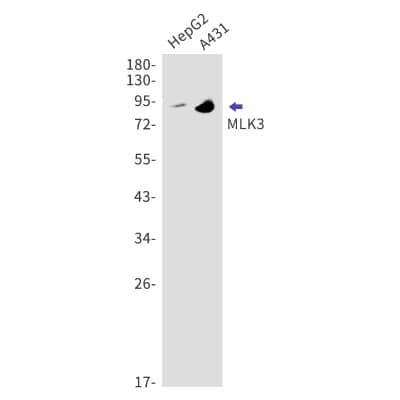 Western Blot: MLK3 Antibody (S07-2C3) [NBP3-19695] - Western blot detection of MLK3 in HepG2, A431 lysates using MLK3 antibody. Predicted band size: 93kDa. Observed band size: 93kDa.