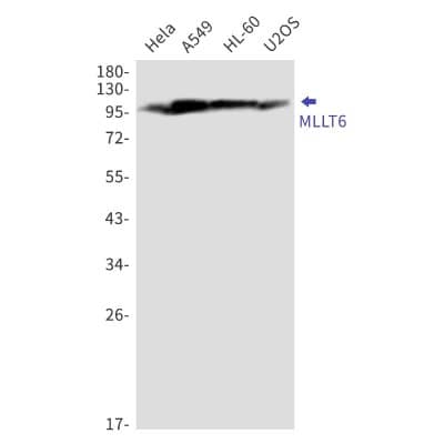 Western Blot: MLLT6 Antibody (S03-6F4) [NBP3-19892] - Western blot detection of MLLT6 in Hela, A549, HL-60, U2OS cell lysates using NBP3-19892 (1:1000 diluted). Predicted band size: 112kDa. Observed band size: 112kDa.