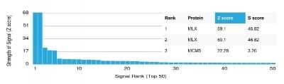 Protein Array: MLX Antibody (PCRP-MLX-1G8) [NBP3-07337] - Analysis of Protein Array containing more than 19,000 full-length human proteins using MLX Mouse Monoclonal Antibody (PCRP-MLX-1G8).