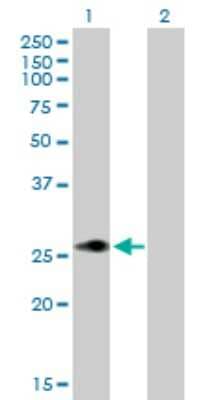 Western Blot: MLX Antibody [H00006945-B02P] - Analysis of MLX expression in transfected 293T cell line by MLX polyclonal antibody.  Lane 1: MLX transfected lysate(23.54 KDa). Lane 2: Non-transfected lysate.