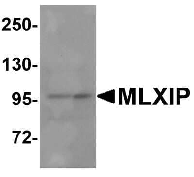 Western Blot: MLXIP Antibody [NBP2-81965] - Western blot analysis of MLXIP in MCF7 cell lysate with MLXIP antibody at 1 ug/mL.