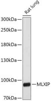 Western Blot: MLXIP Antibody [NBP3-03961] - Analysis of extracts of Rat lung, using MLxIP antibody at 1:1000 dilution. Secondary antibody: HRP Goat Anti-Rabbit IgG (H+L) at 1:10000 dilution. Lysates/proteins: 25ug per lane. Blocking buffer: 3% nonfat dry milk in TBST. Detection: ECL Basic Kit .