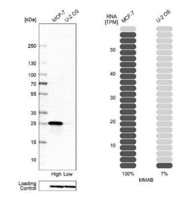 Western Blot: MMAB Antibody [NBP1-86602] - Analysis in human cell line MCF-7 and human cell line U-2 OS.