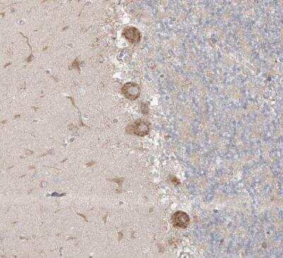 Immunohistochemistry-Paraffin: MMGT1 Antibody [NBP1-90652] - Staining of human cerebellum shows moderate granular cytoplasmic positivity in purkinje cells.