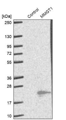 Western Blot: MMGT1 Antibody [NBP1-90652] - Analysis in control (vector only transfected HEK293T lysate) and MMGT1 over-expression lysate (Co-expressed with a C-terminal myc-DDK tag (3.1 kDa) in mammalian HEK293T cells).