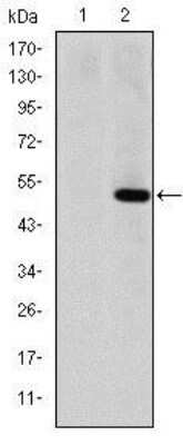 Western Blot: MMP-1 Antibody (6A5) - Azide and BSA Free [NBP2-80852] - Western blot analysis using MMP1 mAb against HEK293 (1) and MMP1(AA: 24-213)-hIgGFc transfected HEK293 (2) cell lysate. Image from the standard format of this antibody.