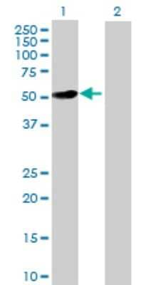 Western Blot: MMP-10 Antibody [H00004319-D01P] - Analysis of MMP10 expression in transfected 293T cell line by MMP10 polyclonal antibody.Lane 1: MMP10 transfected lysate(54.20 KDa).Lane 2: Non-transfected lysate.