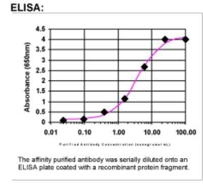 ELISA: MMP-11 Antibody [19800002]