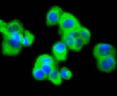 Immunocytochemistry/Immunofluorescence: MMP-11 Antibody (SN74-08) [NBP2-67670] - Staining MMP11 in SW480 cells (green). The nuclear counter stain is DAPI (blue). Cells were fixed in paraformaldehyde, permeabilised with 0.25% Triton X100/PBS.