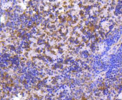 Immunohistochemistry-Paraffin: MMP-11 Antibody (SN74-08) [NBP2-67670] - Analysis of paraffin-embedded mouse spleen tissue using anti-MMP11 antibody. Counter stained with hematoxylin.