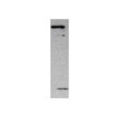 Western Blot: MMP-17 Antibody [22680002] - Western Blot was performed using affinity purified SEQer MMP17 antibody. The lanes contain 5-30ug of a whole cell extract.  Final concentration of antibodies = 0.1ug/ml (1:10,000 dilution). The blot was probed overnight with the SEQer MMP17 antibody.  Blot was then washed according to protocol and probed with goat-anti-Rabbit-HRP conjugate at 1:5000 dilution, washed and developed using chemiluminescence (film exposure 5-30sec).  The protein was detected as represented by the band shown.