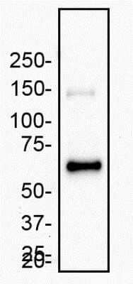 Western Blot: MMP-2 Antibody (2C1) - (Pro and Active) - Azide and BSA Free [NBP2-80853] - Recombinant human MMP-2 expressed from CHO cells was was separated on a 7.5 % gel by SDS-PAGE, transferred to PVDF membrane and blocked in 5% non-fat milk in TBST. The membrane was probed with 2.0 ug/ml anti-MMP-2 in blocking buffer and detected with an anti-mouse HRP secondary antibody using chemiluminescence. Image from the standard format of this antibody.