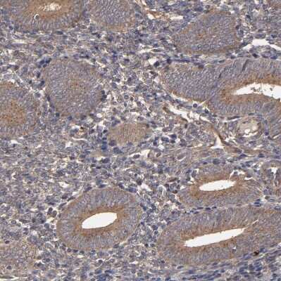 Immunohistochemistry-Paraffin: MMP-2 Antibody [NBP2-54667] - Staining of human endometrium shows weak to moderate cytoplasmic positivity in glandular cells.