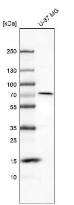 Western Blot: MMP-2 Antibody [NBP2-54667] - Analysis in human cell line U-87 MG.