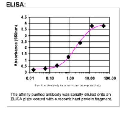 ELISA: MMP-3 Antibody [24730002]