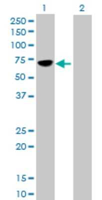 Western Blot: MMP-8 Antibody [H00004317-B01P] - Analysis of MMP8 expression in transfected 293T cell line by MMP8 polyclonal antibody.  Lane 1: MMP8 transfected lysate(51.37 KDa). Lane 2: Non-transfected lysate.