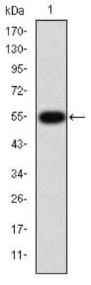 Western Blot: MMP-9 Antibody (5G3) [NBP2-22181] - Analysis using MMP9 mAb against human MMP9 (AA: 238-465) recombinant protein. (Expected MW is 50.6 kDa)