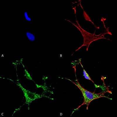 Immunocytochemistry/Immunofluorescence: MMP-9 Antibody (S51-82) [NBP2-59699] - Immunocytochemistry/Immunofluorescence analysis using Mouse Anti-MMP-9 Monoclonal Antibody, Clone S51-82 (NBP2-59699). Tissue: Neuroblastoma cells (SH-SY5Y). Species: Human. Fixation: 4% PFA for 15 min. Primary Antibody: Mouse Anti-MMP-9 Monoclonal Antibody (NBP2-59699) at 1:50 for overnight at 4C with slow rocking. Secondary Antibody: AlexaFluor 488 at 1:1000 for 1 hour at RT. Counterstain: Phalloidin-iFluor 647 (red) F-Actin stain; Hoechst (blue) nuclear stain at 1:800, 1.6mM for 20 min at RT. (A) Hoechst (blue) nuclear stain. (B) Phalloidin-iFluor 647 (red) F-Actin stain. (C) MMP-9 Antibody (D) Composite.