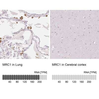 Immunohistochemistry-Paraffin: MMR/CD206/Mannose Receptor Antibody [NBP1-90020] - Staining in human lung and cerebral cortex tissues. Corresponding MRC1 RNA-seq data are presented for the same tissues.