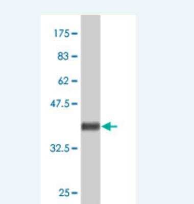 Western Blot: MMR/CD206/Mannose Receptor Antibody [H00004360-A01] - Detection against Immunogen (38.1 KDa) 