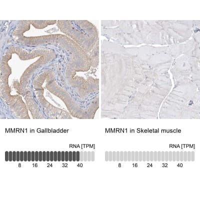 Immunohistochemistry-Paraffin MMRN1 Antibody - BSA Free
