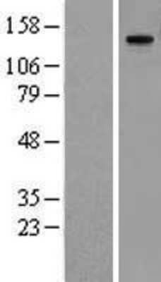 Western Blot MMRN1 Overexpression Lysate