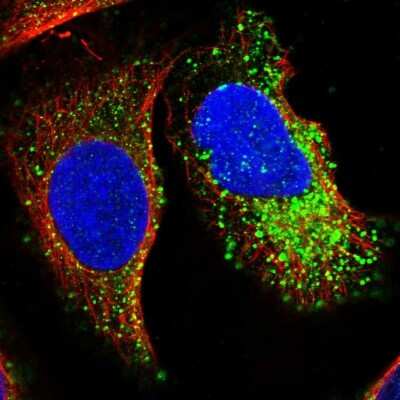 Immunocytochemistry/Immunofluorescence: MMRN2 Antibody [NBP1-83977] - Staining of human cell line U-2 OS shows localization to vesicles. Antibody staining is shown in green.