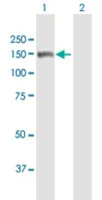 Western Blot MMRN2 Antibody - Azide and BSA Free