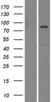 Western Blot: EMILIN3 Overexpression Lysate [NBP2-05860] - Left-Empty vector transfected control cell lysate (HEK293 cell lysate); Right -Over-expression Lysate for EMILIN3.