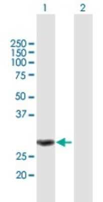 Western Blot: MMS19 like protein Antibody [H00064210-B01P] - Analysis of MMS19 expression in transfected 293T cell line by MMS19 polyclonal antibody.  Lane 1: MMS19L transfected lysate(32.34 KDa). Lane 2: Non-transfected lysate.
