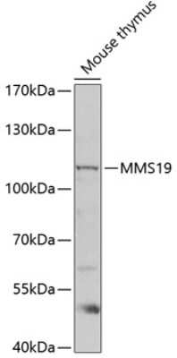 Western Blot: MMS19 like protein Antibody [NBP3-03799] - Analysis of extracts of mouse thymus, using MMS19 like protein antibody at 1:1000 dilution. Secondary antibody: HRP Goat Anti-Rabbit IgG (H+L) at 1:10000 dilution. Lysates/proteins: 25ug per lane. Blocking buffer: 3% nonfat dry milk in TBST.