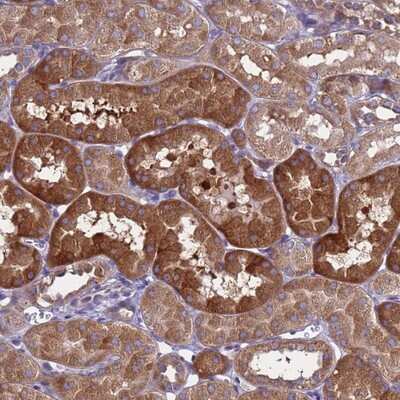 Immunohistochemistry-Paraffin MNAB Antibody - BSA Free