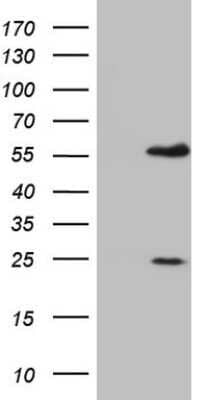 Western Blot: MNDA Antibody (OTI4H6) - Azide and BSA Free [NBP2-72741] - Analysis of HEK293T cells were transfected with the pCMV6-ENTRY control (Left lane) or pCMV6-ENTRY MNDA.