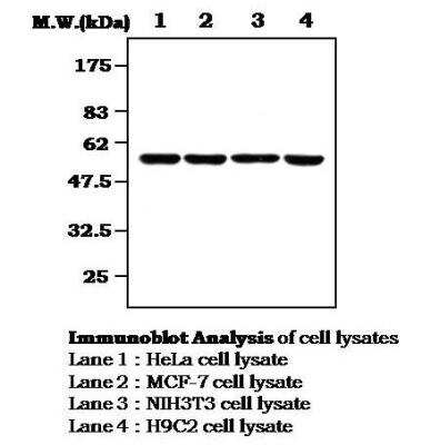 Western Blot: MNK1 Antibody (24C2) [NBP2-11526]