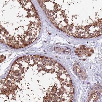 Immunohistochemistry-Paraffin MNS1 Antibody - BSA Free