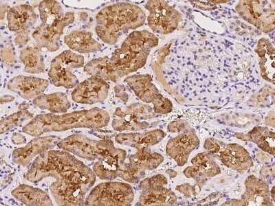 Immunohistochemistry-Paraffin: MNS1 Antibody [NBP2-98191] - Immunochemical staining of human MNS1 in human kidney with rabbit polyclonal antibody at 1:100 dilution, formalin-fixed paraffin embedded sections.
