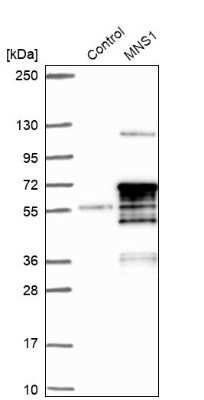Western Blot MNS1 Antibody - BSA Free