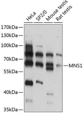Western Blot MNS1 Antibody - Azide and BSA Free