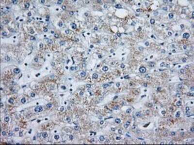 Immunohistochemistry-Paraffin: MOB4A Antibody (3G9) [NBP2-02715] - Staining of paraffin-embedded Human liver tissue using anti-MOB4A mouse monoclonal antibody.