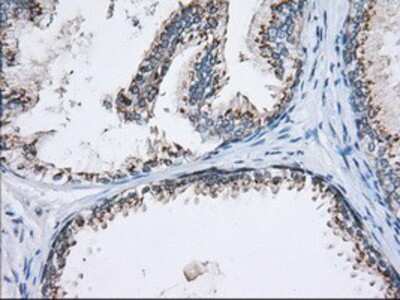 Immunohistochemistry-Paraffin: MOB4A Antibody (3G9) [NBP2-02715] Staining of paraffin-embedded Human prostate tissue using anti-MOB4A mouse monoclonal antibody.