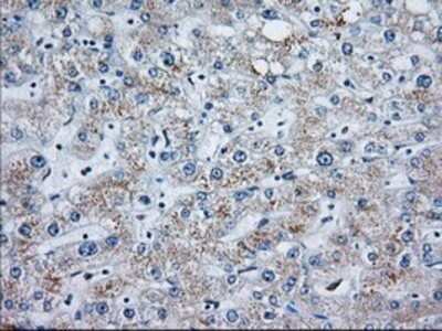 Immunohistochemistry: MOB4A Antibody (OTI3G9) - Azide and BSA Free [NBP2-72744] - Staining of paraffin-embedded Human liver tissue using anti-MOB4A mouse monoclonal antibody.