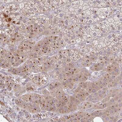 Immunohistochemistry: MOBKL1B Antibody [NBP2-32051] - Staining of human adrenal gland shows strong cytoplasmic positivity in glandular cells.