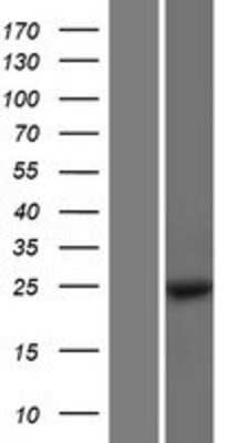 Western Blot MOBKL1B Overexpression Lysate