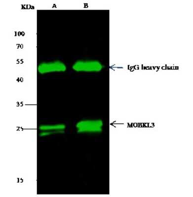 Immunoprecipitation: MOBKL3 Antibody [NBP2-99981] - MOBKL3 was immunoprecipitated using: Lane A: 0.5 mg Hela Whole Cell Lysate. Lane B: 0.5 mg 293T Whole Cell Lysate. 1 ul anti-MOBKL3 rabbit polyclonal antibody and 15 ul of 50 % Protein G agarose. Primary antibody: Anti-MOBKL3 rabbit polyclonal antibody, at 1:1000 dilution. Secondary antibody: Dylight 800-labeled antibody to rabbit IgG (H+L), at 1:5000 dilution. Developed using the Odyssey technique. Performed under reducing conditions. Predicted band size: 26 kDa. Observed band size: 26 kDa