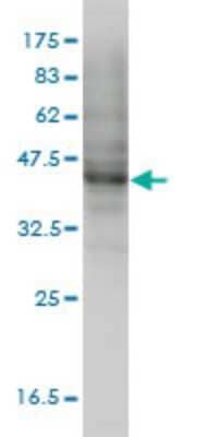 Western Blot: MOCS3 Antibody (1C5-E8) [H00027304-M01] - MOCS3 monoclonal antibody (M01), clone 1C5-E8 Analysis of MOCS3 expression in HeLa.