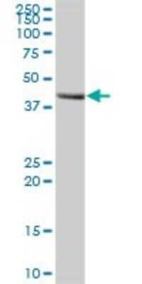 Western Blot: MOCS3 Antibody [H00027304-B01P] - Analysis of MOCS3 expression in human liver.