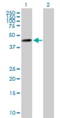 Western Blot: MOCS3 Antibody [H00027304-B01P] - Analysis of MOCS3 expression in transfected 293T cell line by MOCS3 polyclonal antibody.  Lane 1: MOCS3 transfected lysate(50.6 KDa). Lane 2: Non-transfected lysate.