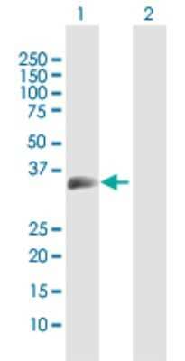 Western Blot: MOG Antibody [H00004340-D01P] - Analysis of MOG expression in transfected 293T cell line by MOG polyclonal antibody.Lane 1: MOG transfected lysate(32.56 KDa).Lane 2: Non-transfected lysate.
